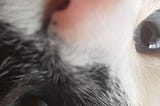 Close do focinho da gata Cookie com o nariz próximo a câmera mostrando a pelagem caramelo e preta, uma cor em cada olho e uma faixa branca dividindo ambas indo até o nariz.