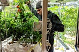 Urban Agriculture Story: From NASA science to indoor gardening with Vertiponic