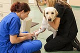 Animal Care Services Market: Comprehensive Overview of Veterinary Care, Pet Grooming, and Beyond