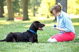 Tips for training your dog