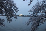 The Fragility of Life, the American Experiment, and Cherry Blossoms