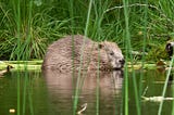 Free the beaver! A new vision for beavers in England and Wales