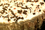 Cheesecake — White Chocolate Peppermint Cheesecake