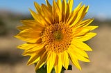 Why we’re giving away free sunflower seeds