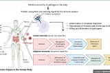 How do we fight an infection?