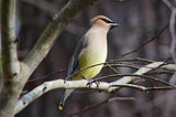 How & Why to Love Birds: A Q&A