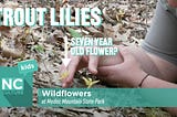 Medoc Mountain State Park: Wildflowers