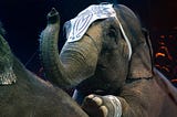 The Moral Tightrope: Navigating Ethics in Animal Entertainment