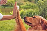 Effective Techniques for Dog Obedience Training