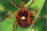 A Tick(ing) Bomb