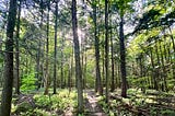 forest in canada