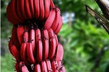Foto de um cacho de bananas naturalmente vermelhas, com árvores ao fundo (porém desfocadas).