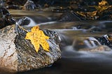 Living with the Flow vs. Living Intentionally