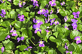 Purple violet flowers with green heart-shaped leaves.