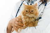 Things Nobody Tells You When You Want To Be A Vet