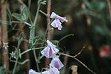 A close-up of pale pink and purple sweet peas in the rain.