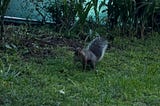 I May Look Normal — But I Wave To Squirrels 🐿️