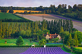 Lavender Field, Eynsford, England