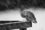 What can we learn from birds when it rains?