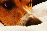 the tail of a grateful dog. The story of how a dog changed the lives of humans. A close up photo of a dogs cute face