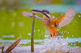 Interesting Facts about Kingfisher Birds