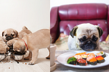 What Can Pugs Eat? The Dos and Don’ts of Feeding My Pug