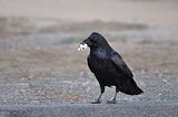 Why Crows Deserve Respect (And Crackers)