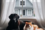 AI generated picture of a black lab and an orange and white cat, in front of a large window with sheer curtains, outside you can see the house next door