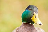 Picture of a duck. The Duck Test does work on passive aggressive behaviour.