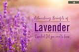 Astonishing Benefits Of Lavender Essential Oil You Need To Know