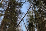 Entering the Boreal forest pine trees loom and birch trees criss-cross above our path. There is a soft light blue sky beyond.