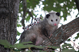 O, opossum … You’re amazing