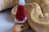 Happy Holidays and the Snake of Secularism