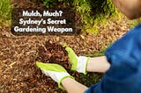 Mulch, Much? Sydney’s Secret Gardening Weapon