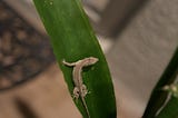 The Goodness of God in a Lizard on a Leaf
