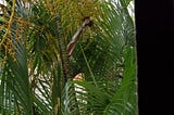 Palm Tree Reflections