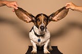 big eared dog showing how to listen properly as a leader