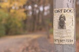 poster of a lost dog on a lamppost by the road