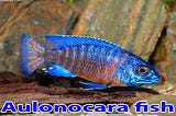 Aulonocara fish