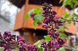 Lilacs are about to bloom