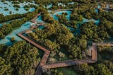 Dubai Unveils 72Km Coastal Project Aiming to Plant 100 Million Mangrove Trees