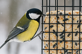 Homemade Suet Recipes That Will Bring More Birds to Your Backyard This Winter