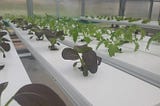 Estimating Hydroponic Crop Production and Transplant Cycles