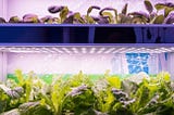 Will NJ’s Million Dollar Investment In Vertical Farming Yield Long Term Growth?