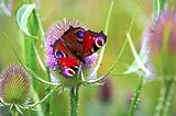 A Peacock Butterfly on a Teasel Flower