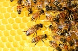 Honey Acquisition: PayPal’s Systemic Chess Move