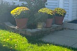 Four pots of yellow mums on a sunlit front porch
