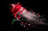 A red rose that appears to be shattering and blowing in the wind.