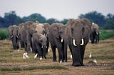 Elephant Safari In India