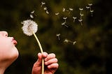 THE WIND IN THE WORLD OF DANDELIONS